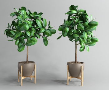 Modern Potted Green Plant-ID:988399031