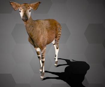 现代动物鹿-ID:697174079