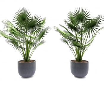 Modern Potted Green Plant-ID:891956096