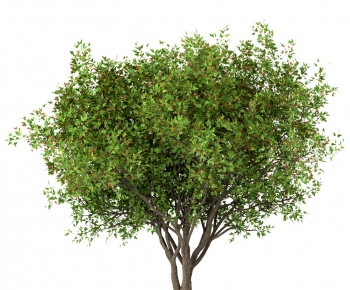 Modern Tree-ID:403346067
