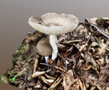 现代蘑菇-ID:759572981
