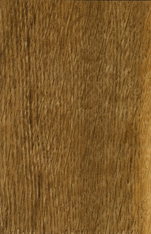 Wood Texture