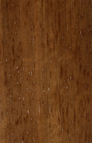 Wood Texture