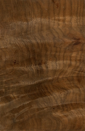 Wood Texture