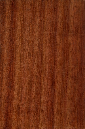 Wood Texture