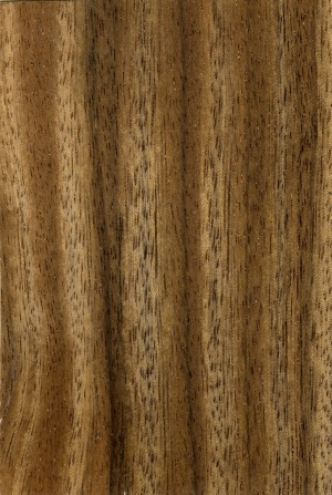 Wood Texture