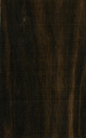 Wood Texture