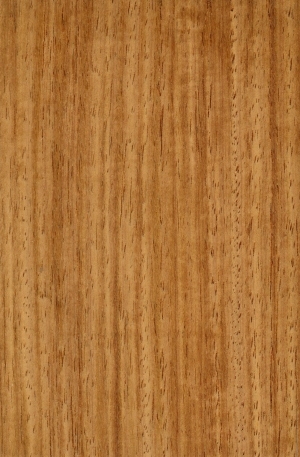 Wood Texture