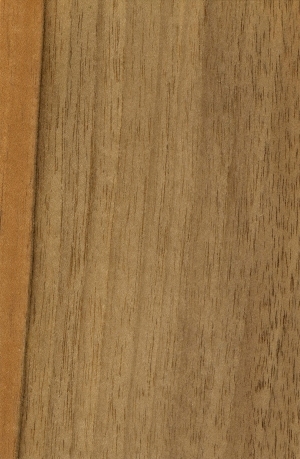 Wood Texture