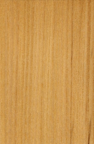 Wood Texture