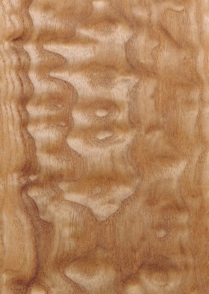 Wood Texture