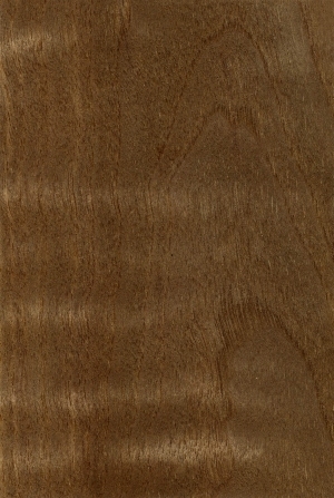 Wood Texture