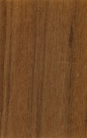 Wood Texture