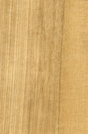 Wood Texture