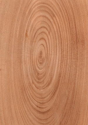 Wood Texture