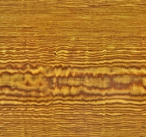 Wood Texture