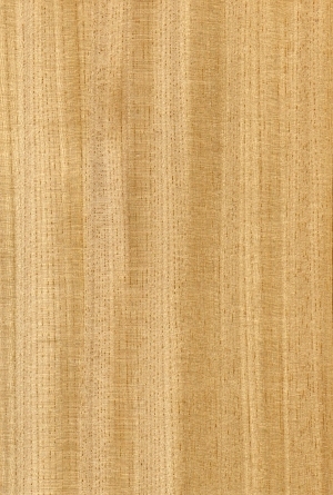 Wood Texture