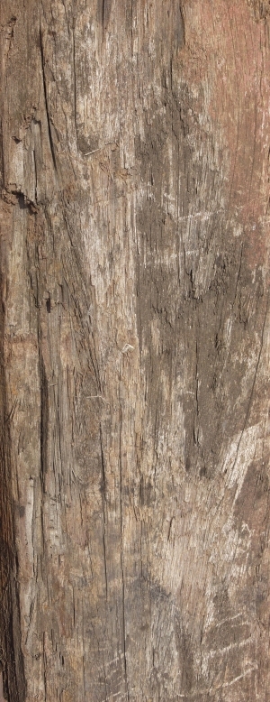 Old Wood Texture