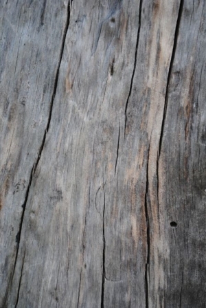 Old Wood Texture