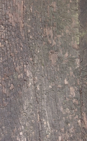 Old Wood Texture