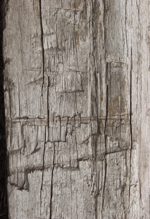 Old Wood Texture