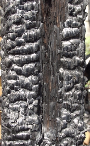 Charcoal Wood