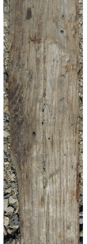 Old Wood Texture