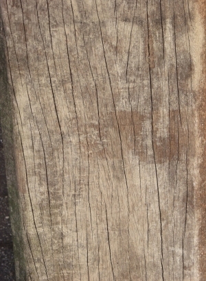 Old Wood Texture