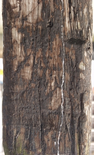 Old Wood Texture