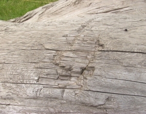 Old Wood Texture