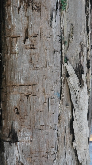 Old Wood Texture