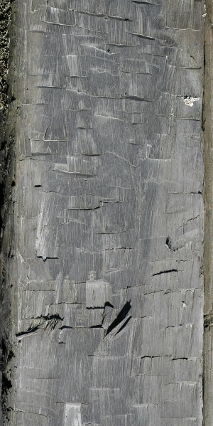 Old Wood Texture