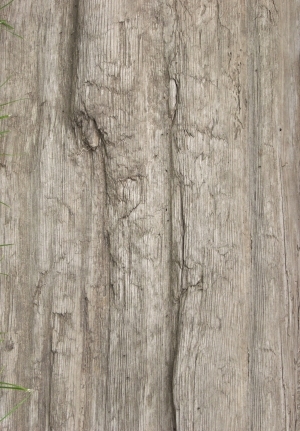 Old Wood Texture