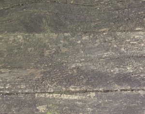 Old Wood Texture