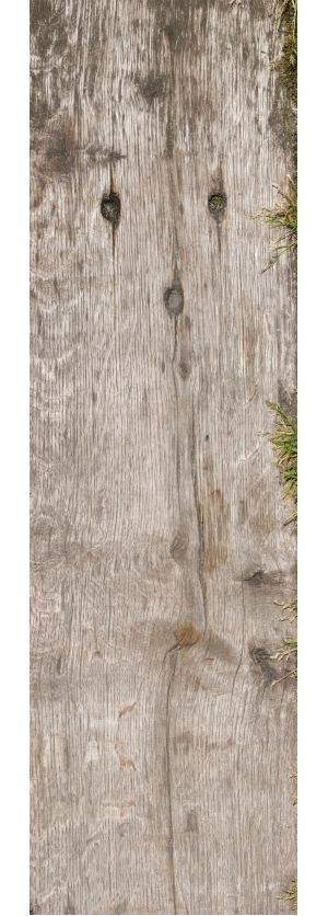 Old Wood Texture