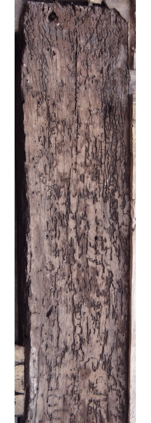 Old Wood Texture