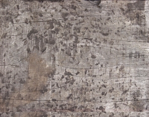 Old Wood Texture