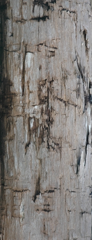 Old Wood Texture