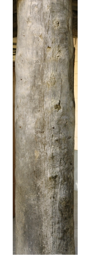 Old Wood Texture