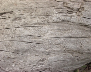 Old Wood Texture