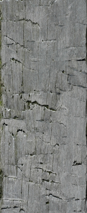 Old Wood Texture