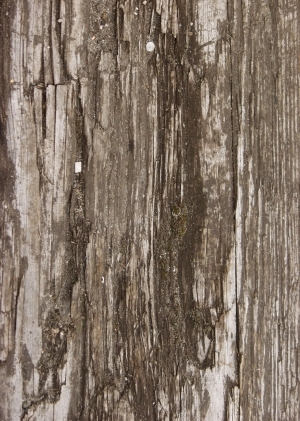 Old Wood Texture