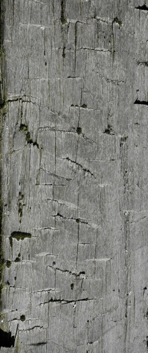 Old Wood Texture