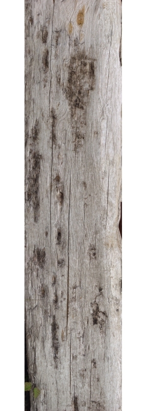 Old Wood Texture