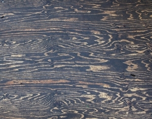 Plywood Texture