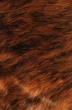 Animal Fur