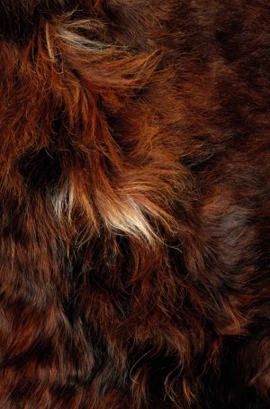 Animal Fur