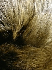 Animal Fur