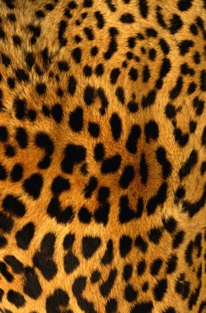 Animal Fur