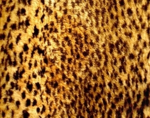 Animal Fur